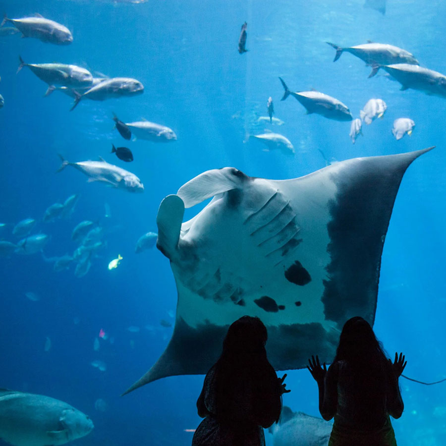 Georgia Aquarium photo